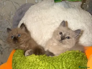 Ragdoll cats 2 beautiful ragdoll boys left - Advert 14