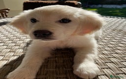 Golden Retriever dogs for sale: Beautiful Golden Retriever girl - Image 1