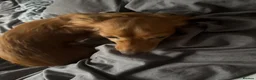Dachshund dogs for sale: Female Ginger Daschund - Advert 3