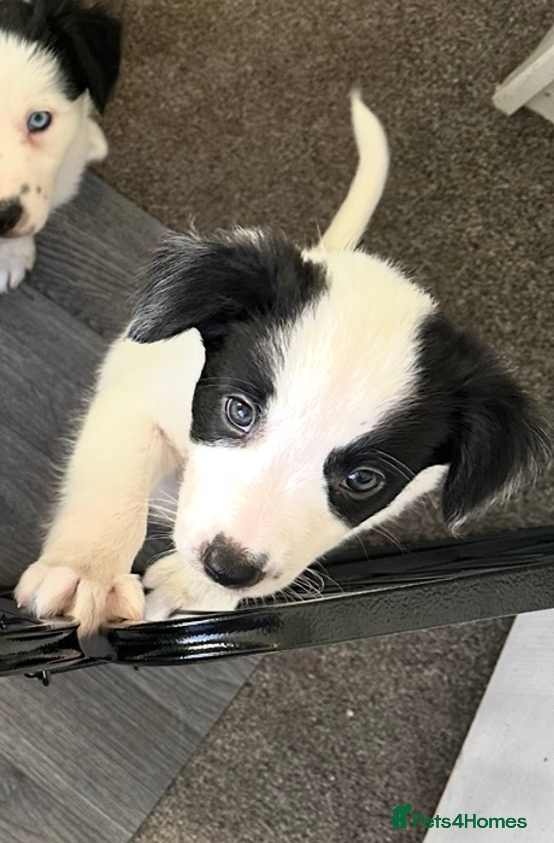 Border Collie dogs for sale: Only 1 girl left - reduced, ready to leave 08.12 - Advert 1