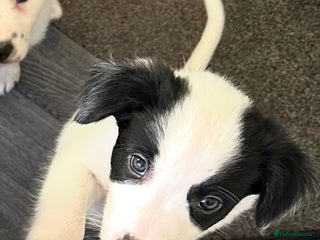 Border Collie dogs Only 1 girl left - reduced, ready to leave 08.12 - Advert 2
