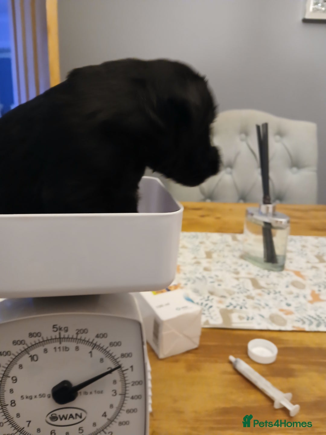 Schnoodle dogs for sale: Schnoodle puppies  - Advert 3