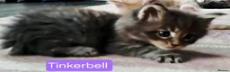 Maine Coon cats for sale: Mainecoons ready now - Advert 18