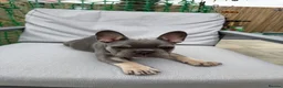 French Bulldog dogs for sale: Female french bulldog puppy  - Advert 2
