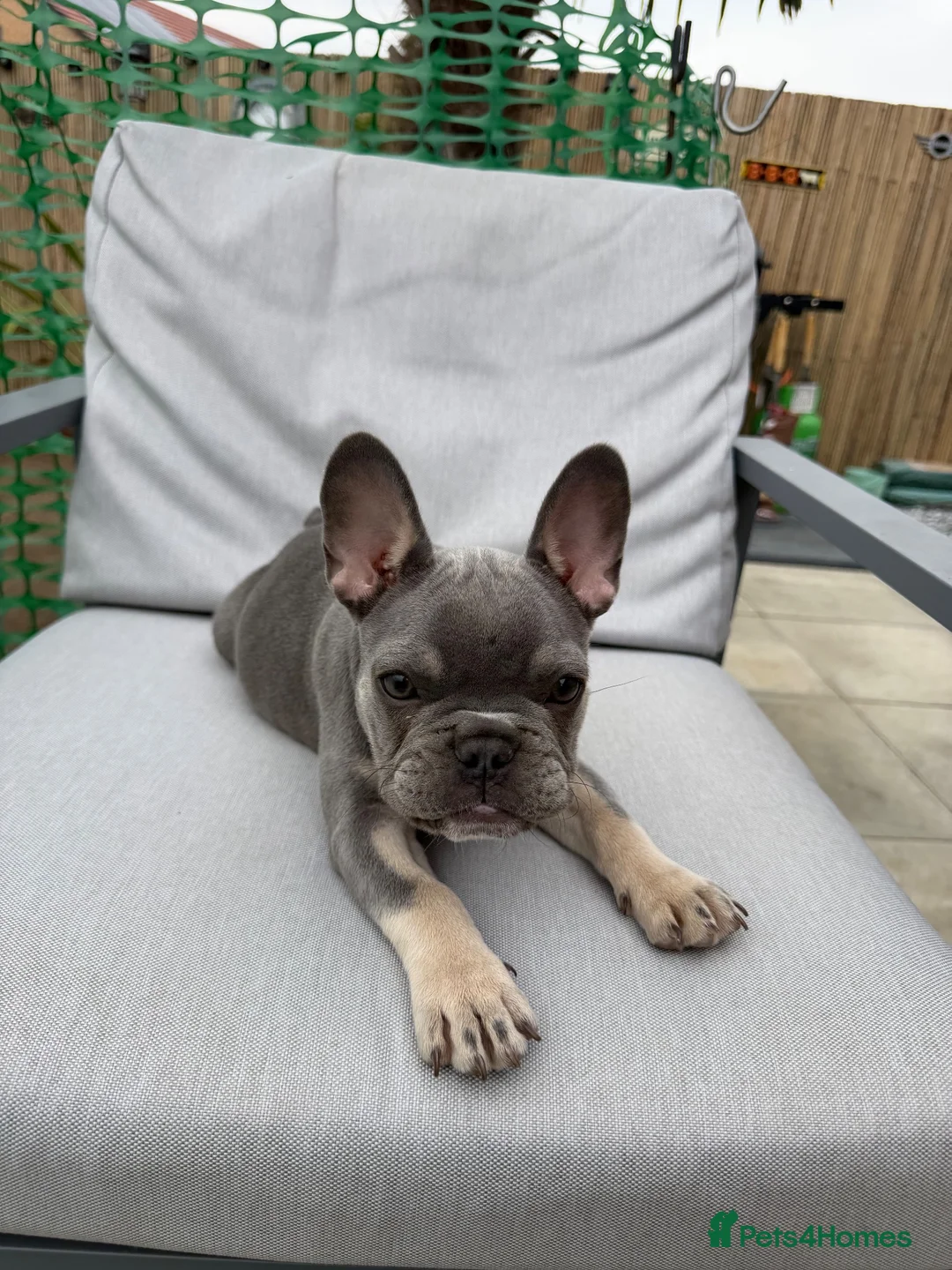 French Bulldog dogs for sale: Female french bulldog puppy  - Advert 2