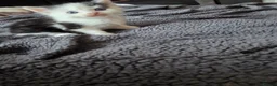 Mixed Breed cats for sale: Cute kittens are looking for a loving home  - Advert 16