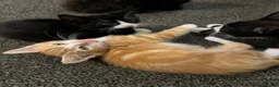 Mixed Breed cats for sale: 🐾 Lovely Kittens Looking for a Loving Home 🐾 - Advert 5