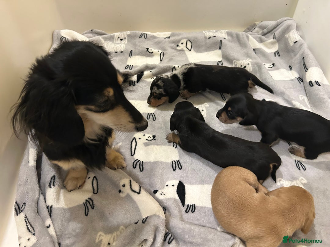 Miniature Dachshund dogs for sale: Mini dachshund puppies - Image 2