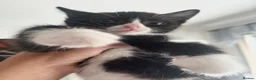 Mixed Breed cats for sale: Beautiful kitten ready for a new home - Advert 13