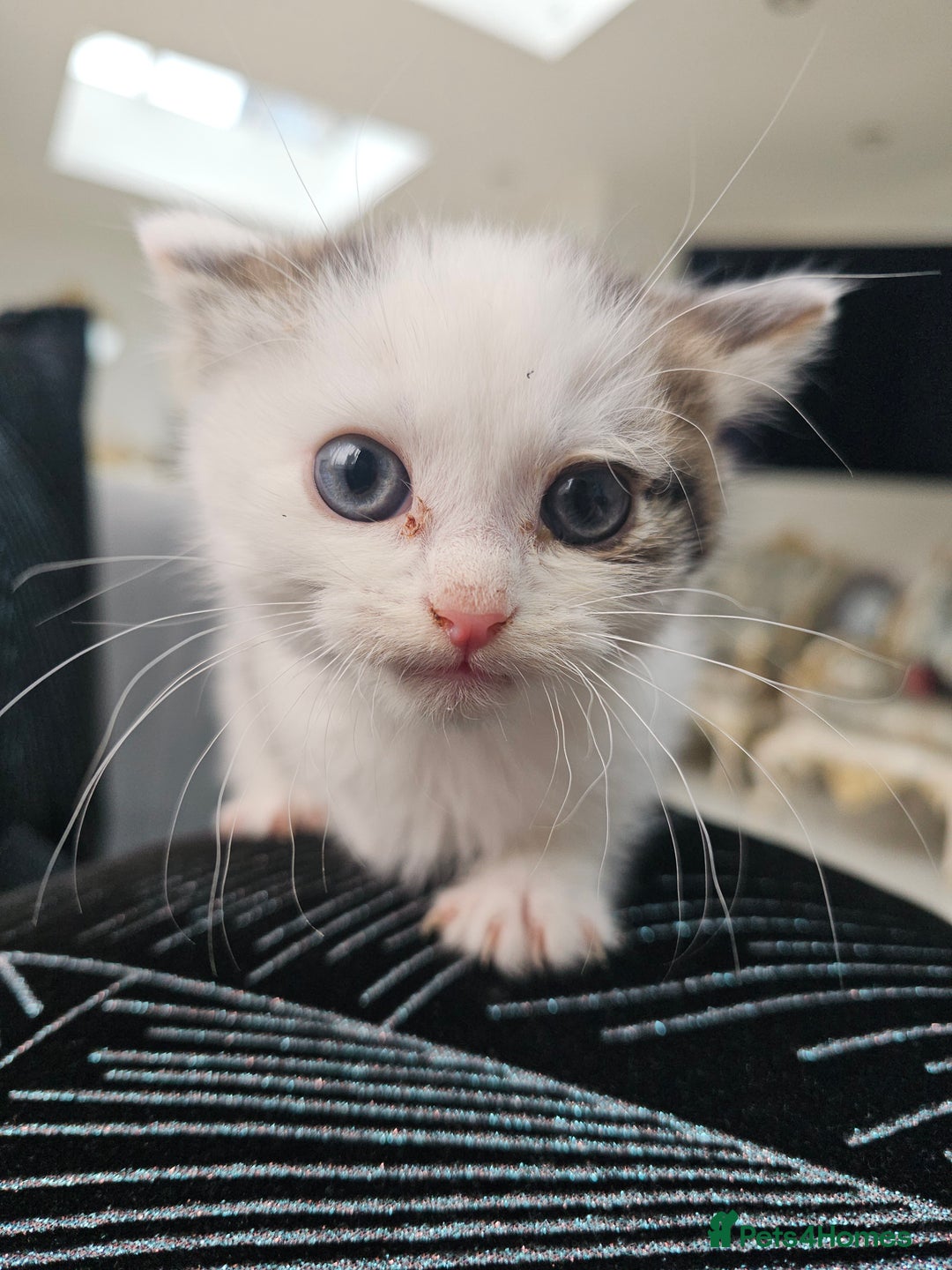 Russian Blue cats for sale: Lovley Russian white/Persian  - Advert 22