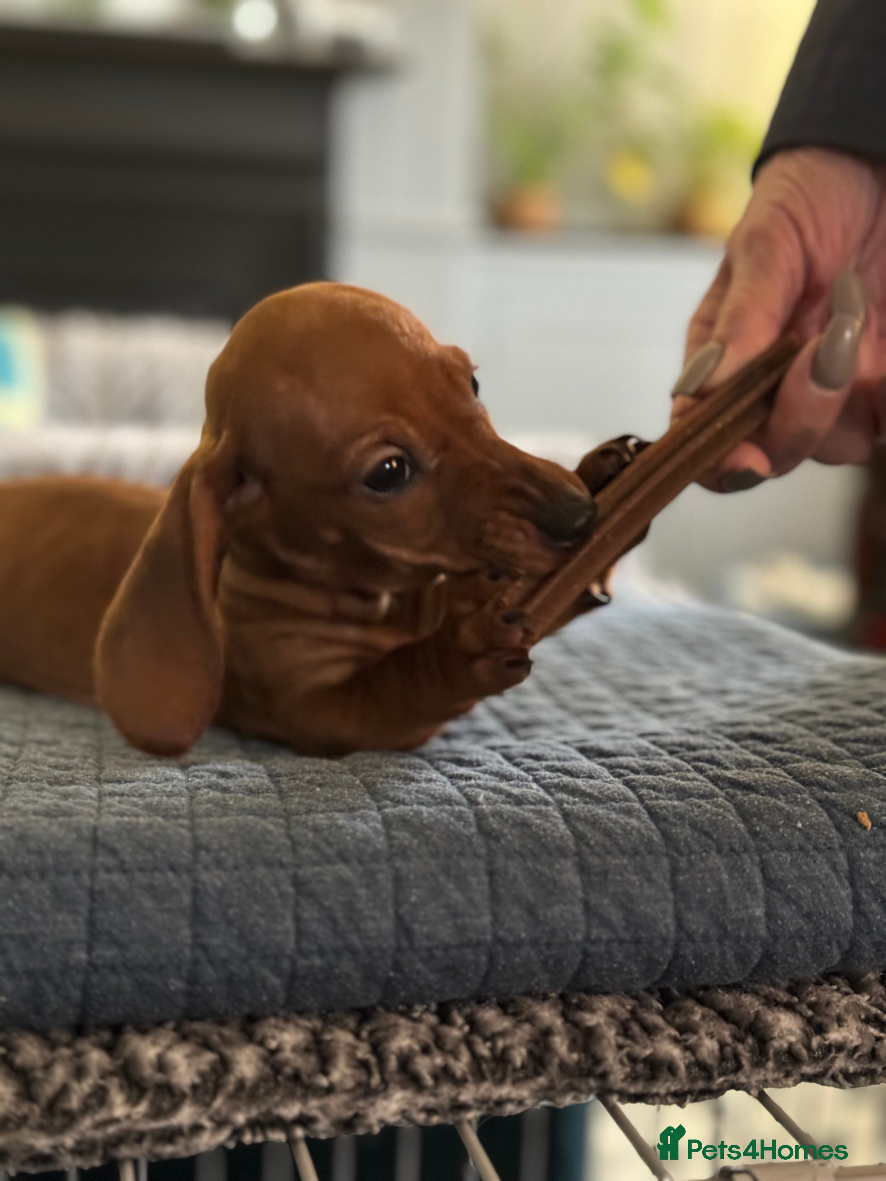 Miniature Dachshund dogs Mini dachshund’s beautiful, girls and boys  - Advert 1