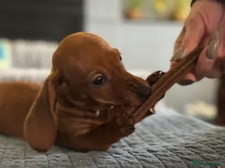 Miniature Dachshund dogs Mini dachshund’s beautiful, girls and boys - Advert 1