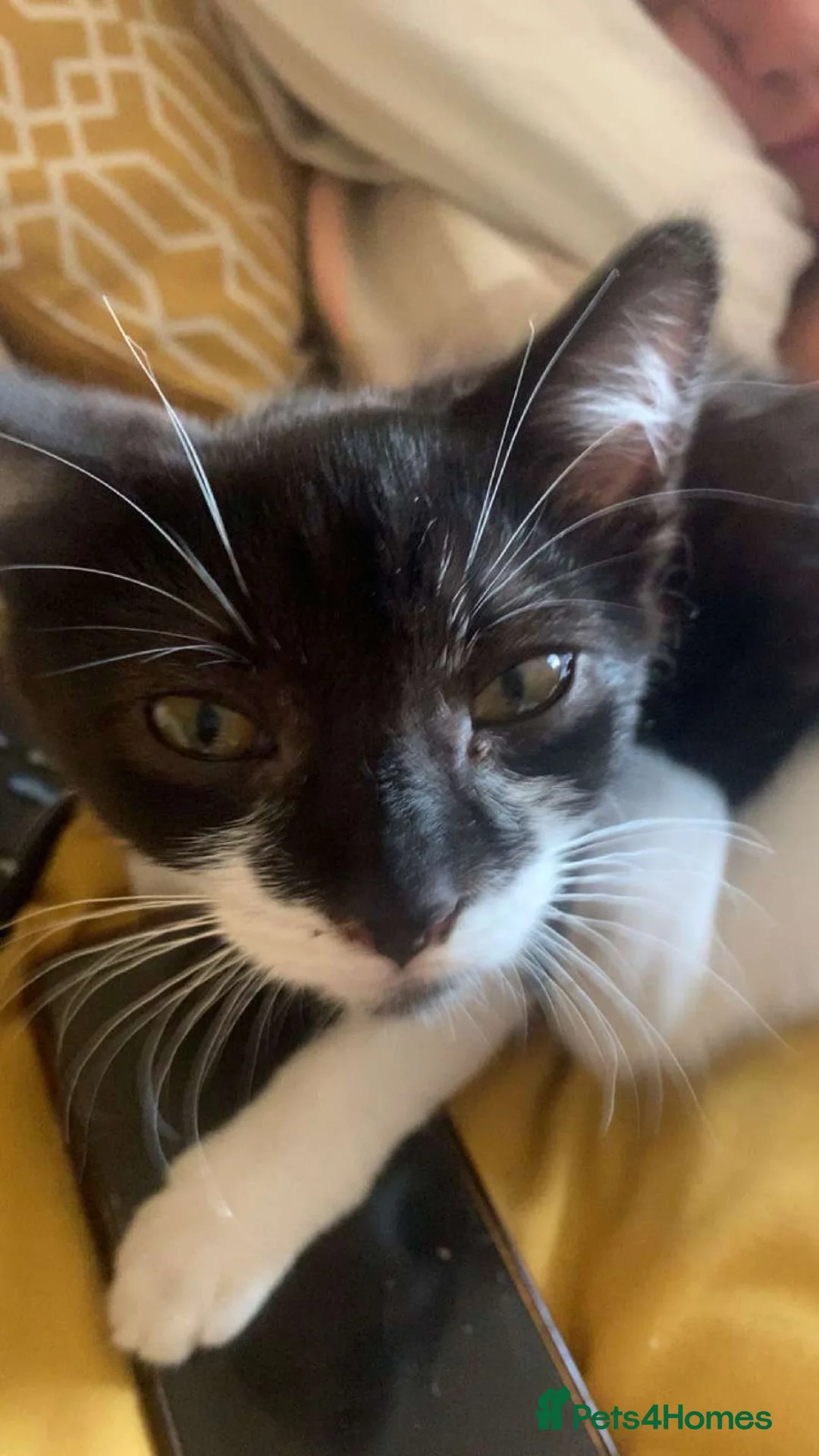 Mixed Breed cats for sale: half maine coon kittens🤍 - Advert 2