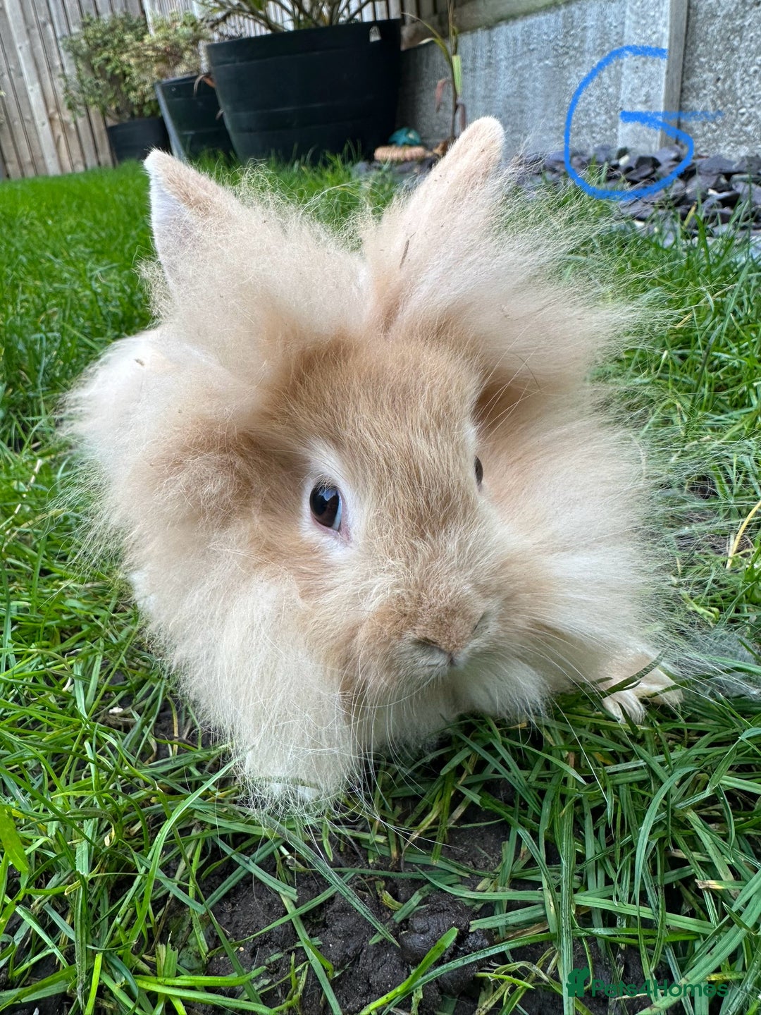 Lionhead rabbits for sale: Lionhead Rabbits For Sale  - Advert 15