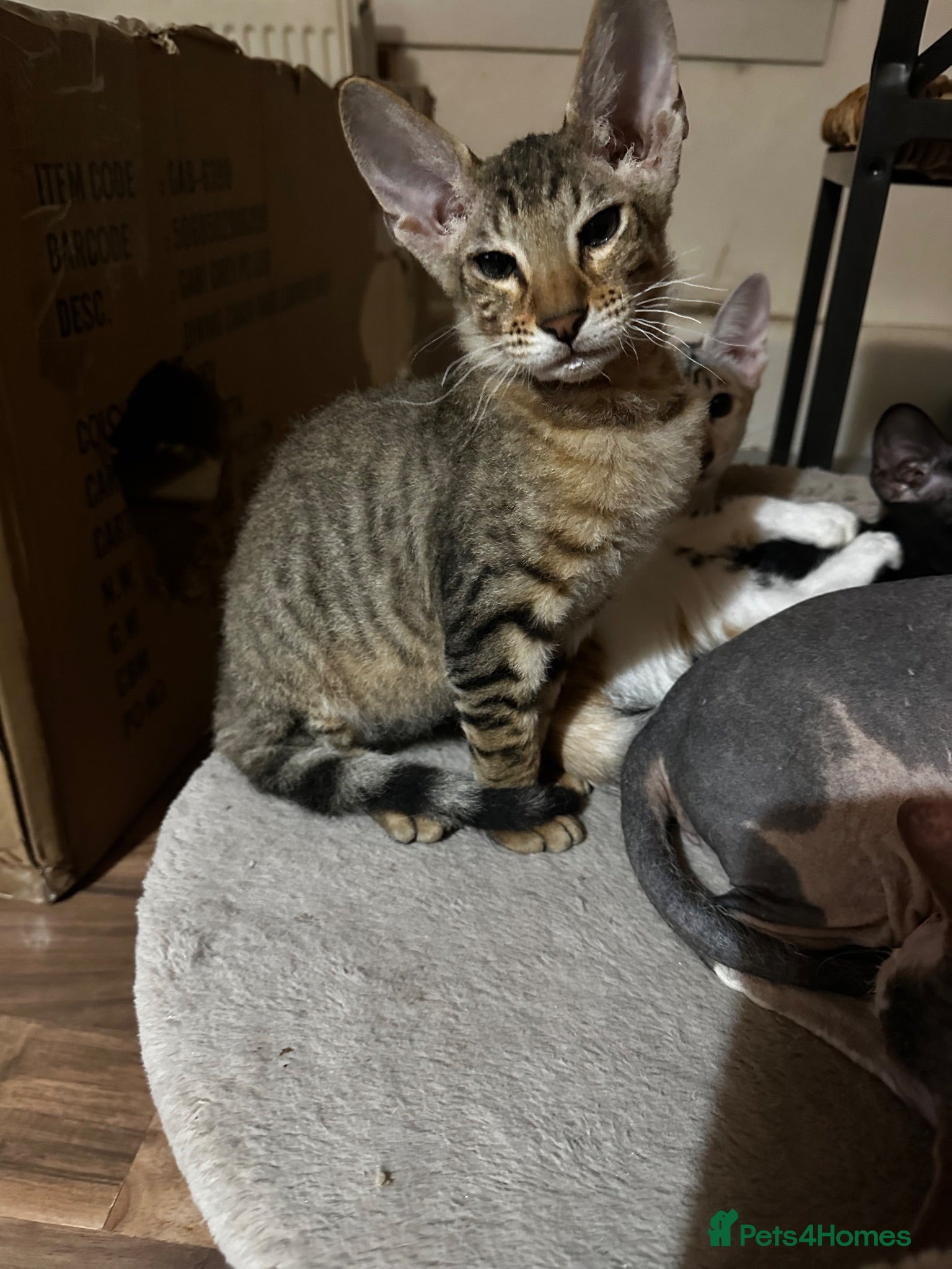 Mixed Breed cats CROSSED PETERBALD ✅✅✅ - Advert 2