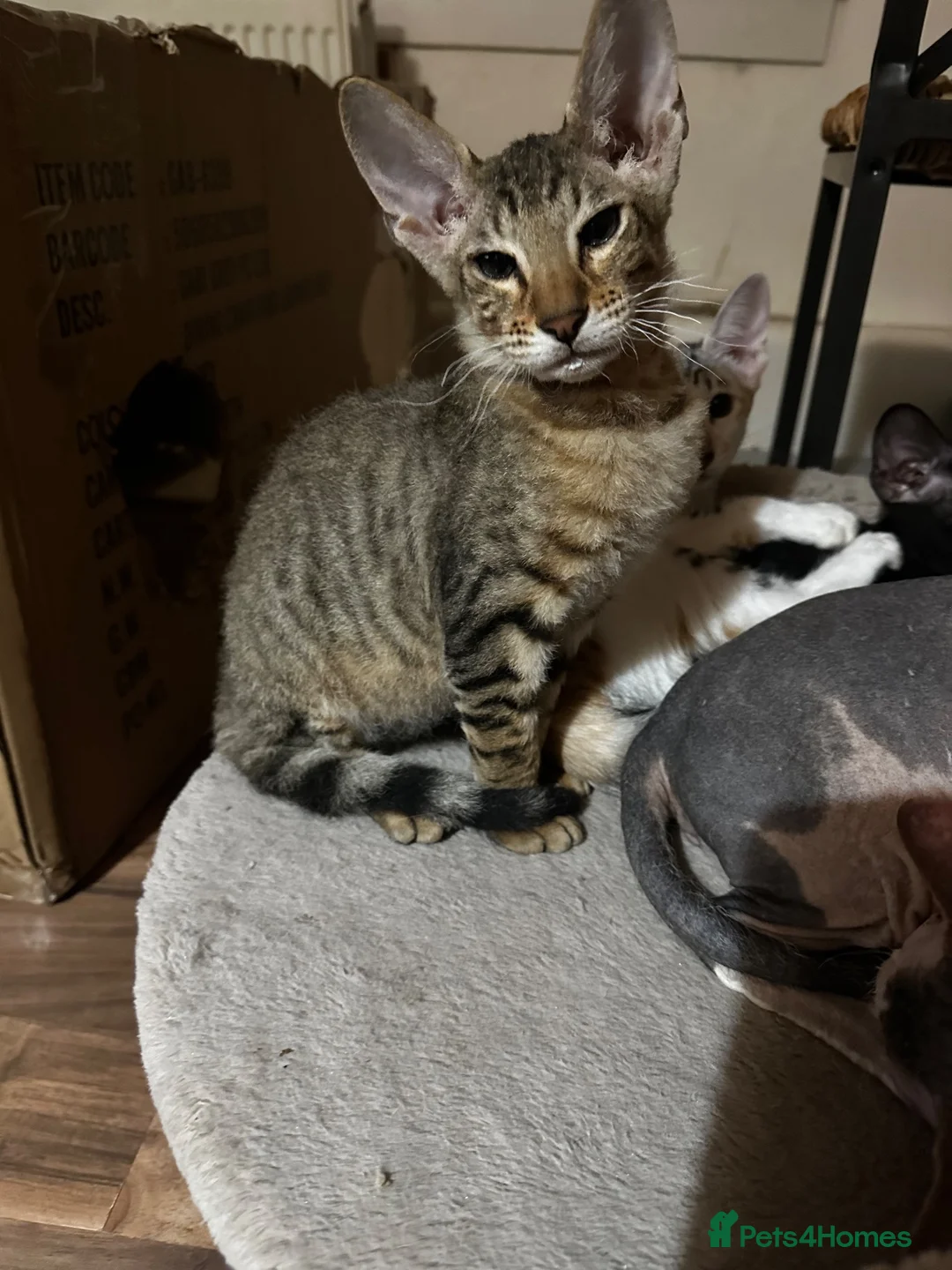 Mixed Breed cats for sale: CROSSED PETERBALD ✅✅✅ - Advert 2
