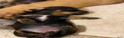 Miniature Dachshund dogs for sale: Stunning miniature dachshund puppies, 2 LEFT!!! - Advert 12
