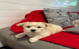 Bichon Frise dogs for sale: One little girl and boy are looking for a family🤍 - Image 7
