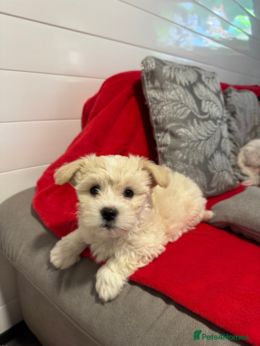 Bichon Frise dogs for sale: One little girl and boy are looking for a family🤍 - Image 7