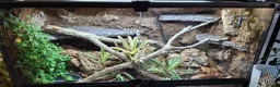 King Snake reptiles for sale: California king snake full set up in Prenton - Advert 11