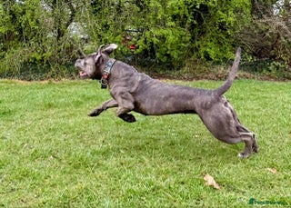 Cane Corso dogs for sale: Cane Corso - Advert 3