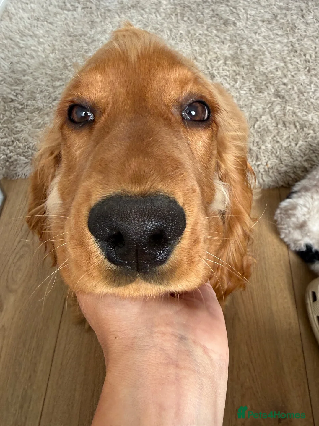 Cocker Spaniel dogs for sale: 6 Month Male Show Cocker Spaniel  - Advert 2