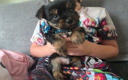 Yorkshire Terrier dogs for sale: Beautiful Yorkshire Terrier Puppies Ready Soon - Image 2