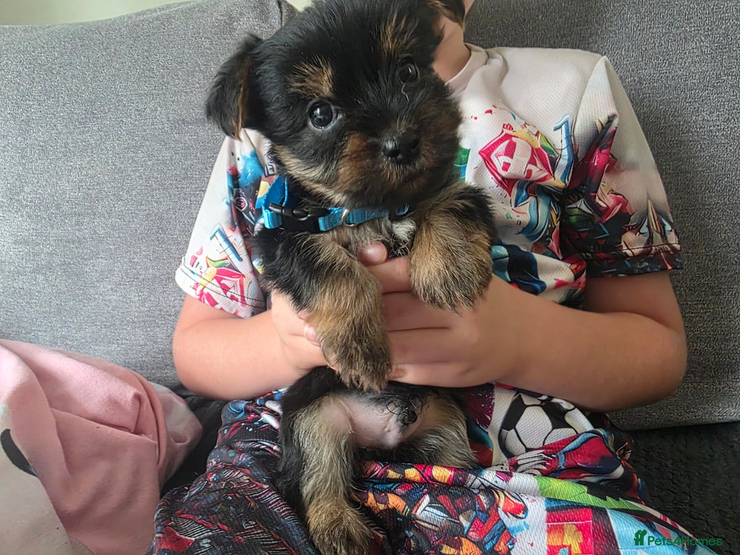 Yorkshire Terrier dogs for sale: Beautiful Yorkshire Terrier Puppies Ready Soon - Image 2