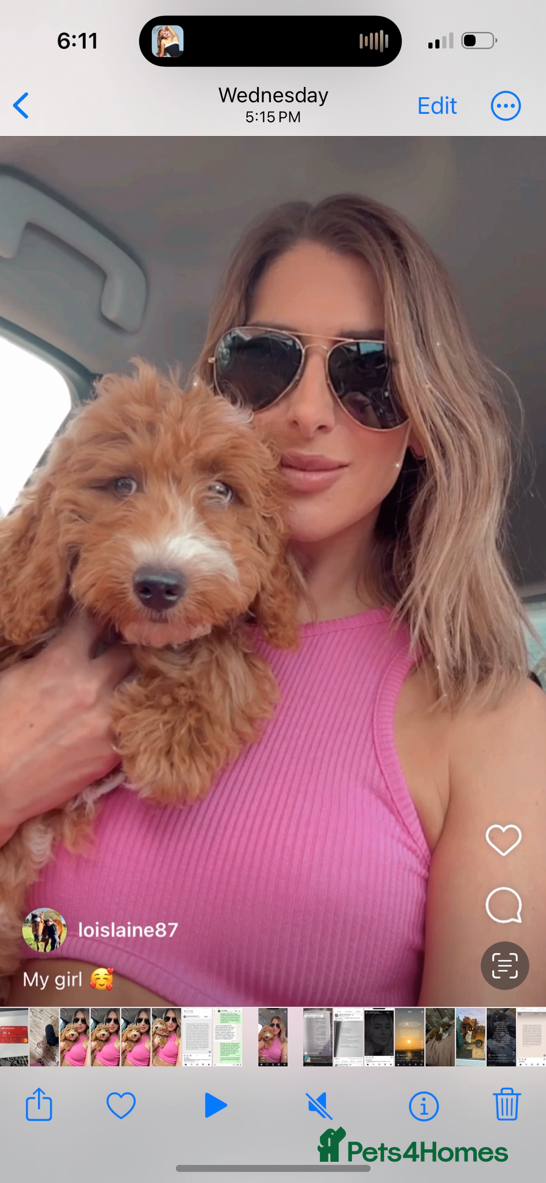 Mixed Breed dogs for sale: Doxiepoo puppies  - Advert 2