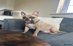 Mixed Breed dogs for sale: FREE Frenchie x pocket bully  - Image 3
