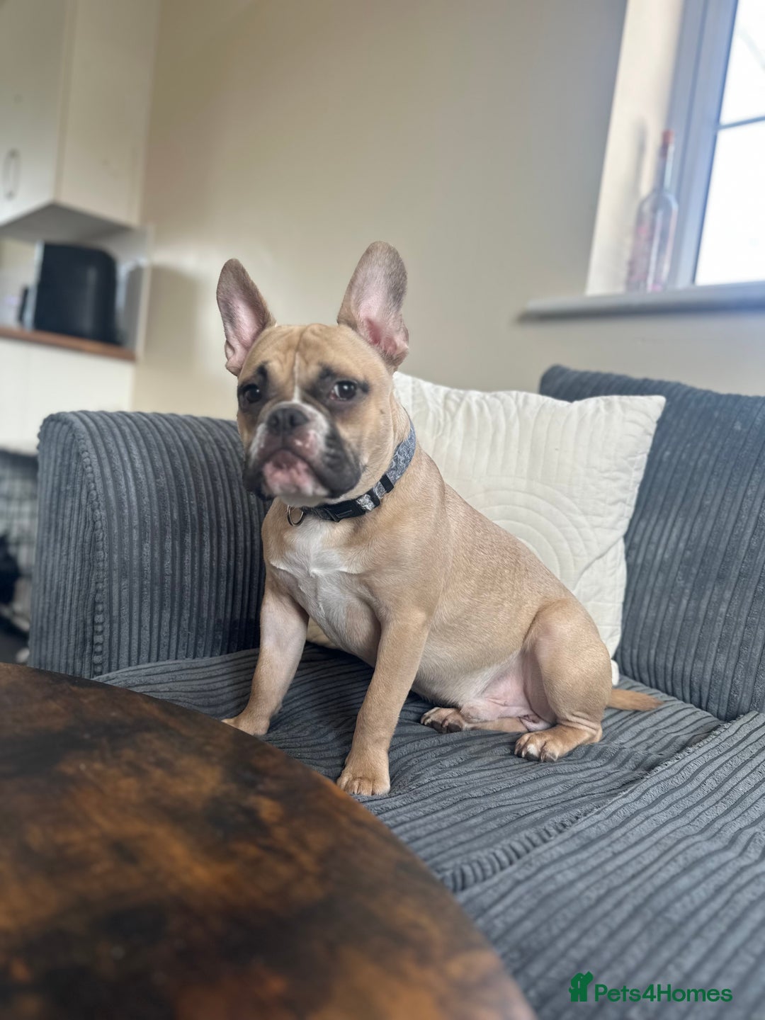 Mixed Breed dogs for sale: FREE Frenchie x pocket bully  - Image 3