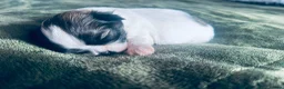 Shih Tzu dogs for sale: 🐾 Beautiful Pure Shih Tzu Puppies Ready Soon 🐾 - Advert 5