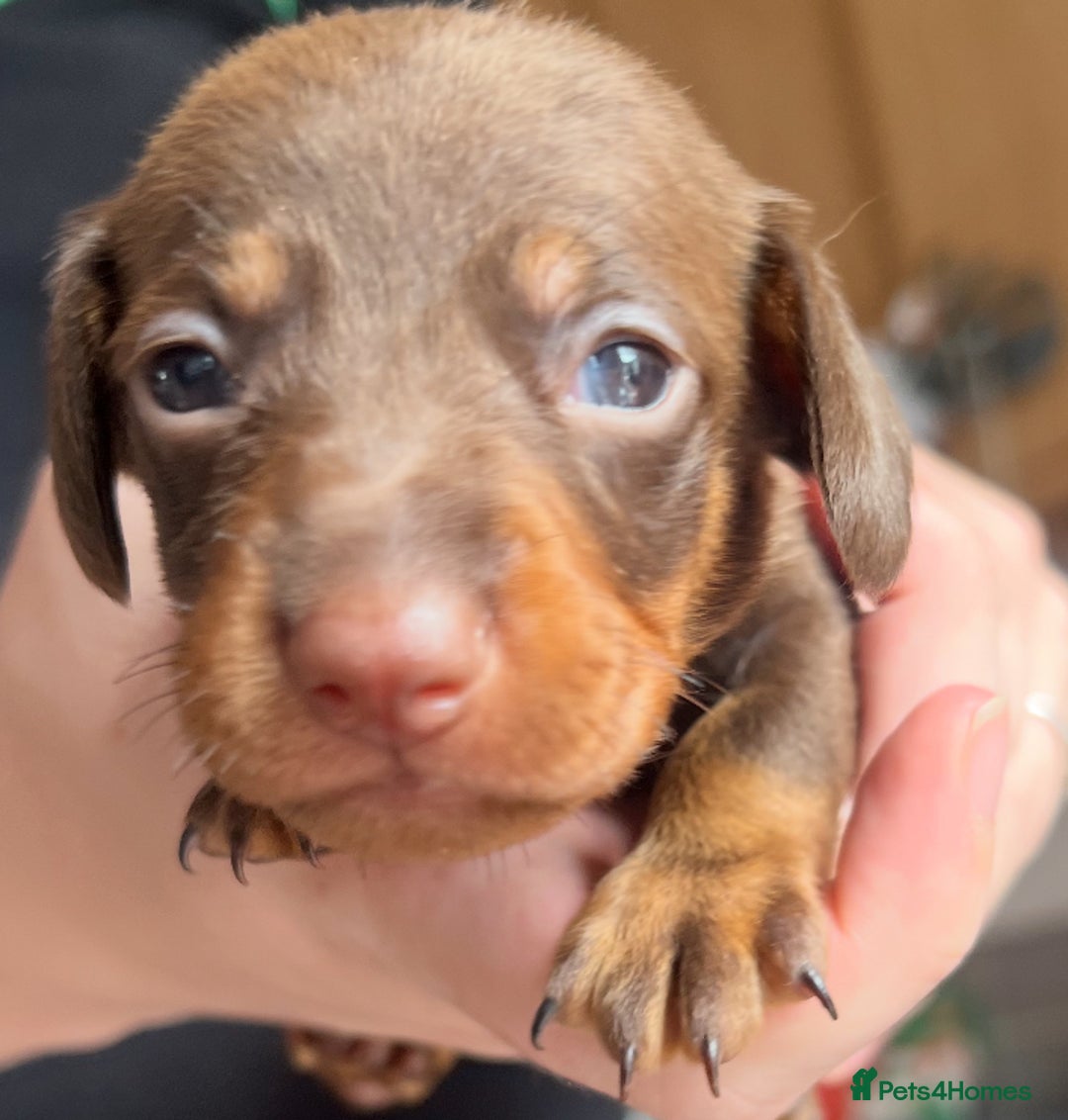 Dachshund dogs for sale: 7 Dachshund Puppies light & dark dapple and brown - Image 11