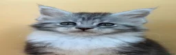 Maine Coon cats for sale: Maine Coons with Tests, Papers, Vet Checks & Vacc. - Advert 23