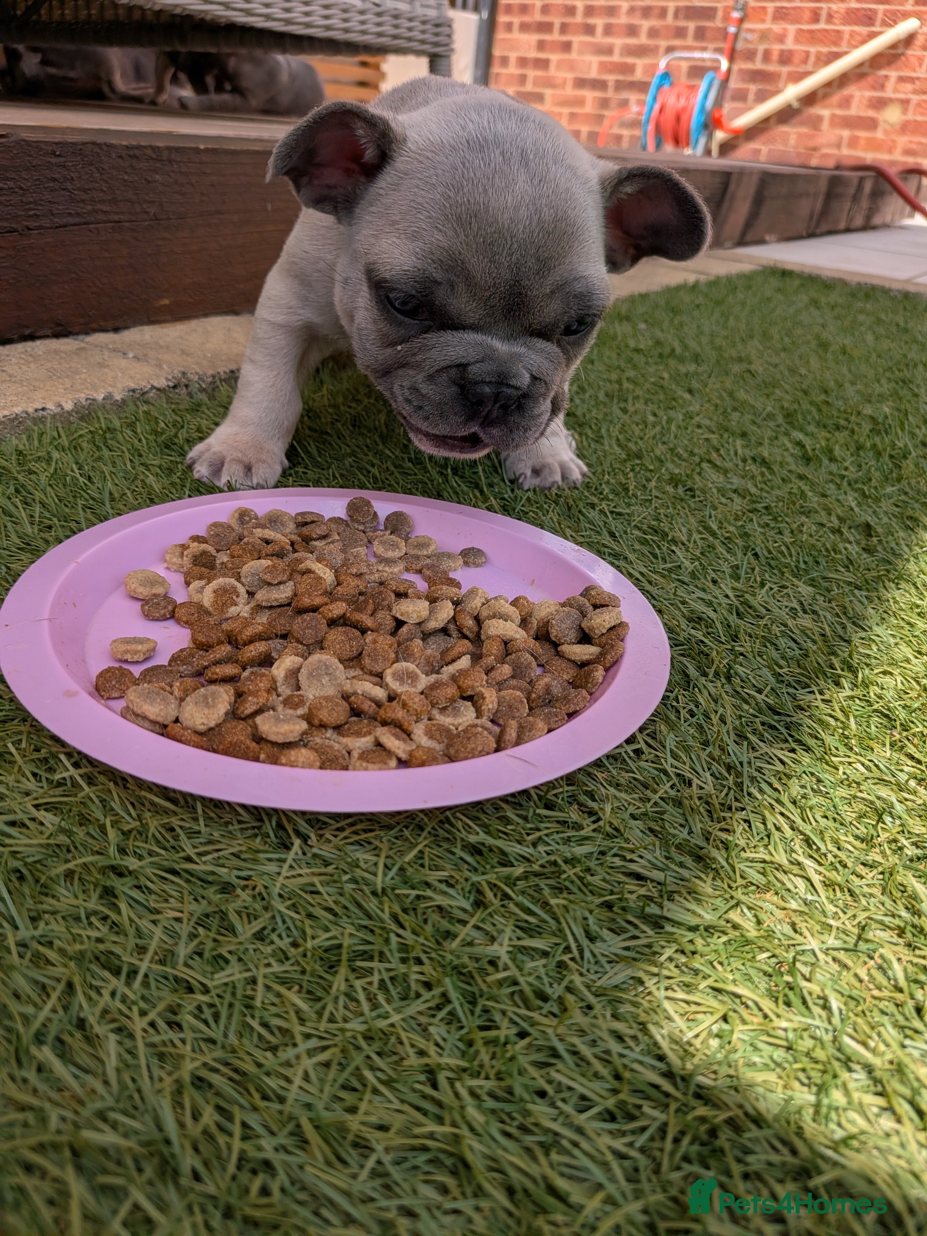 French Bulldog dogs French bulldog puppies  - Advert 2