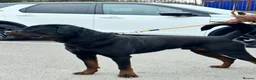 Rottweiler dogs for stud: BIG BONED GERMAN ROTTWEILER FOR STUD  - Advert 3