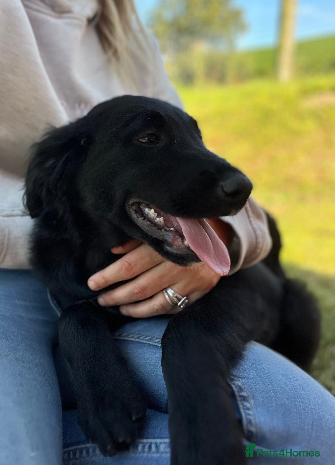Golden Retriever dogs for sale: Beautiful Golden Retriever x Border Collie Puppies - Image 8