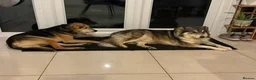 Mixed Breed dogs for adoption: Meet Maya, currently residing in Northampton  in Northampton - Advert 9