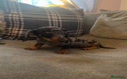 Miniature Dachshund dogs for sale: Dapple dachshund girl  - Image 1