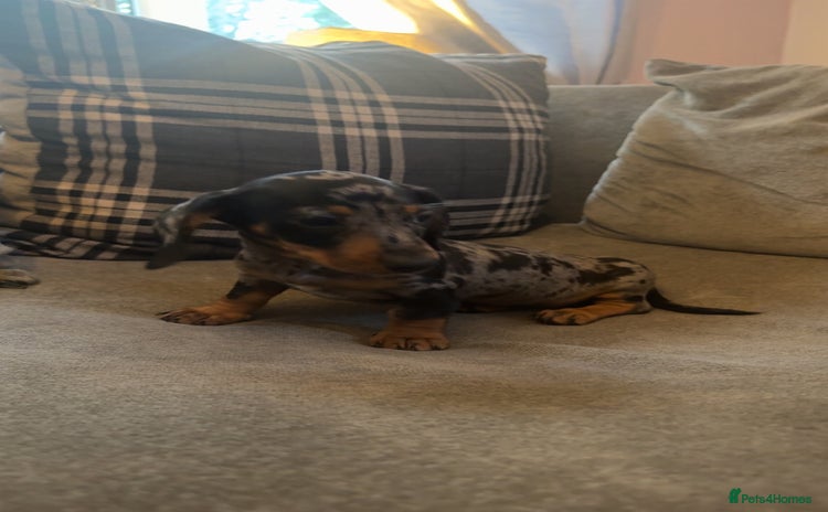 Miniature Dachshund dogs - Advert 5