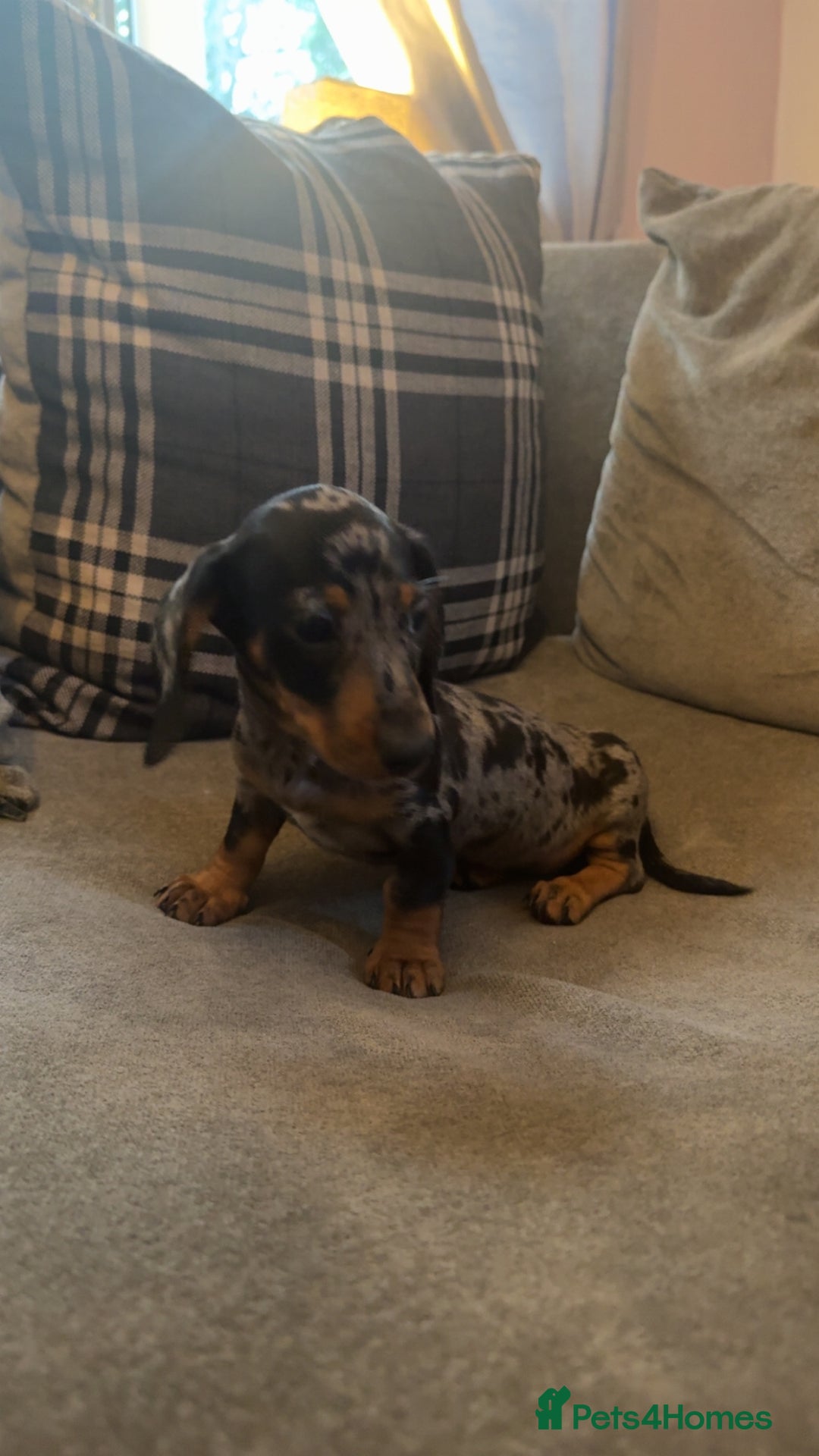 Miniature Dachshund dogs for sale: Dapple dachshund girl  - Image 1