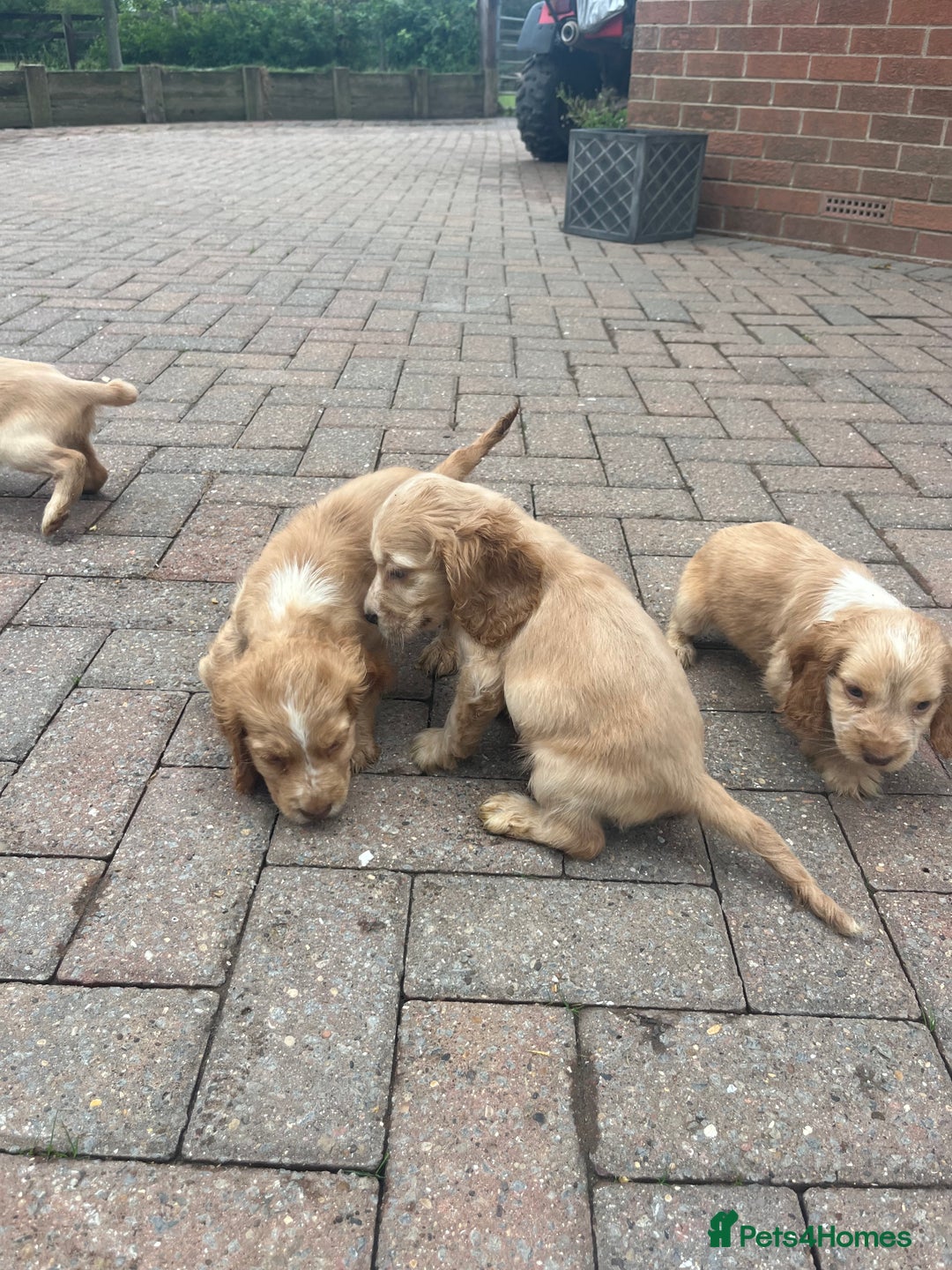 Cocker Spaniel dogs for sale: Show type cocker spaniel puppies  - Image 8