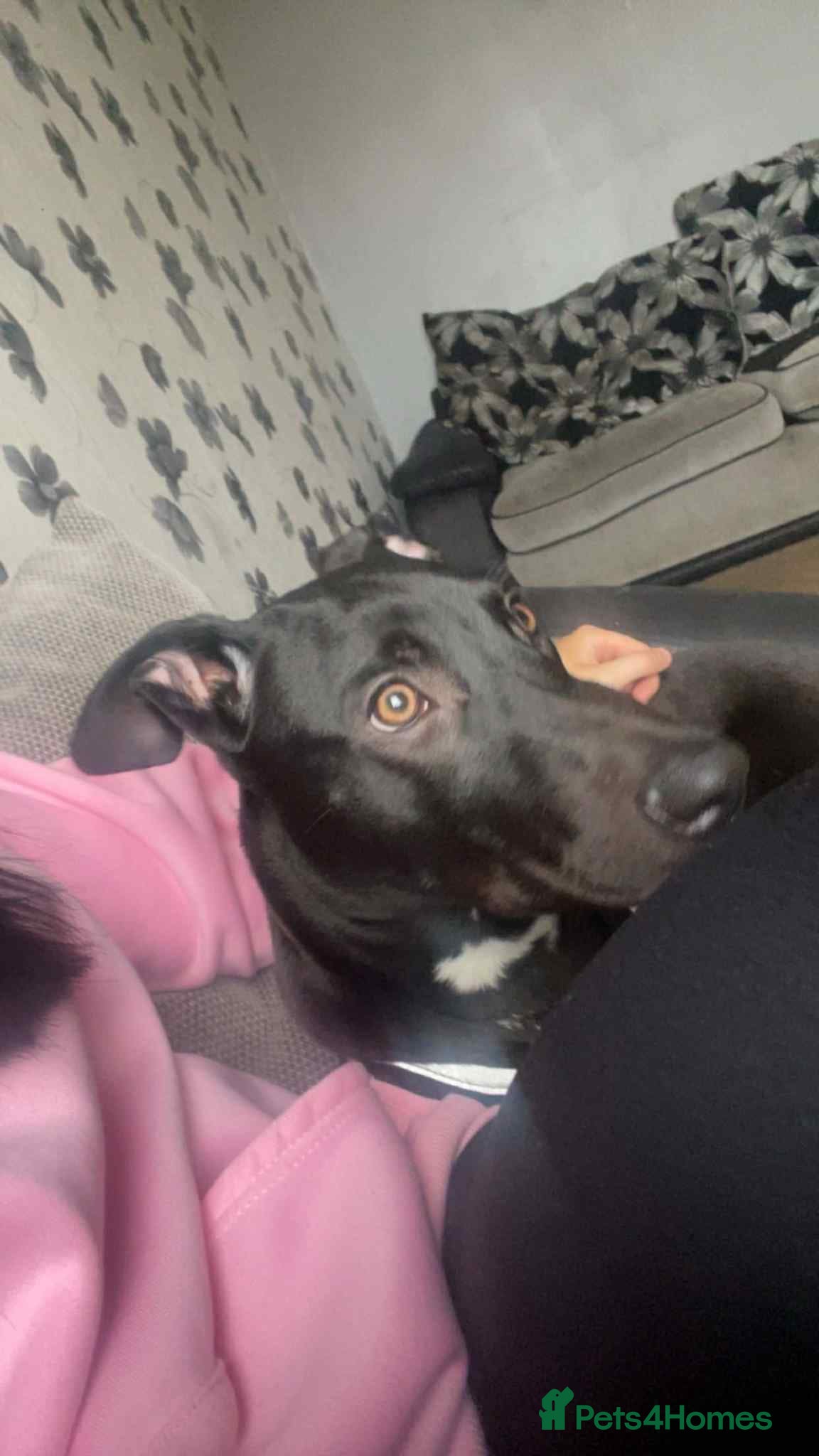 Mixed Breed dogs For sale  - Advert 15