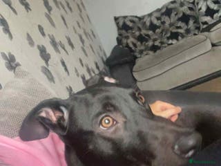 Mixed Breed dogs For sale - Advert 1