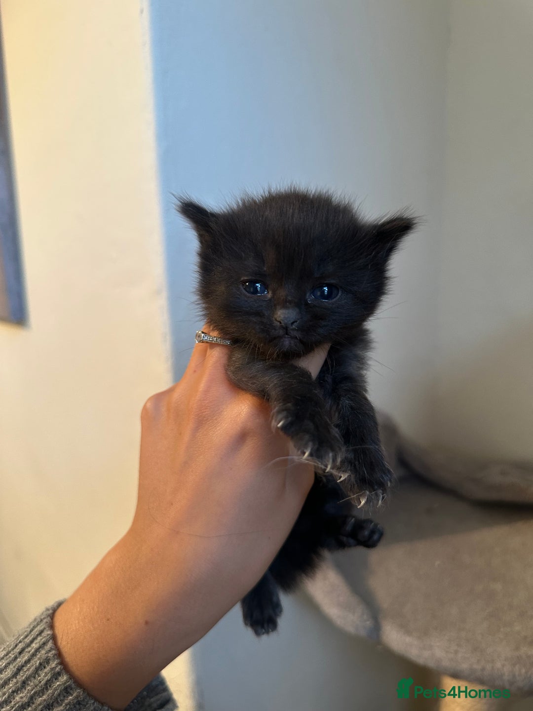 Ragdoll cats for sale: 7 ragdol mix kittens for sale - Image 9