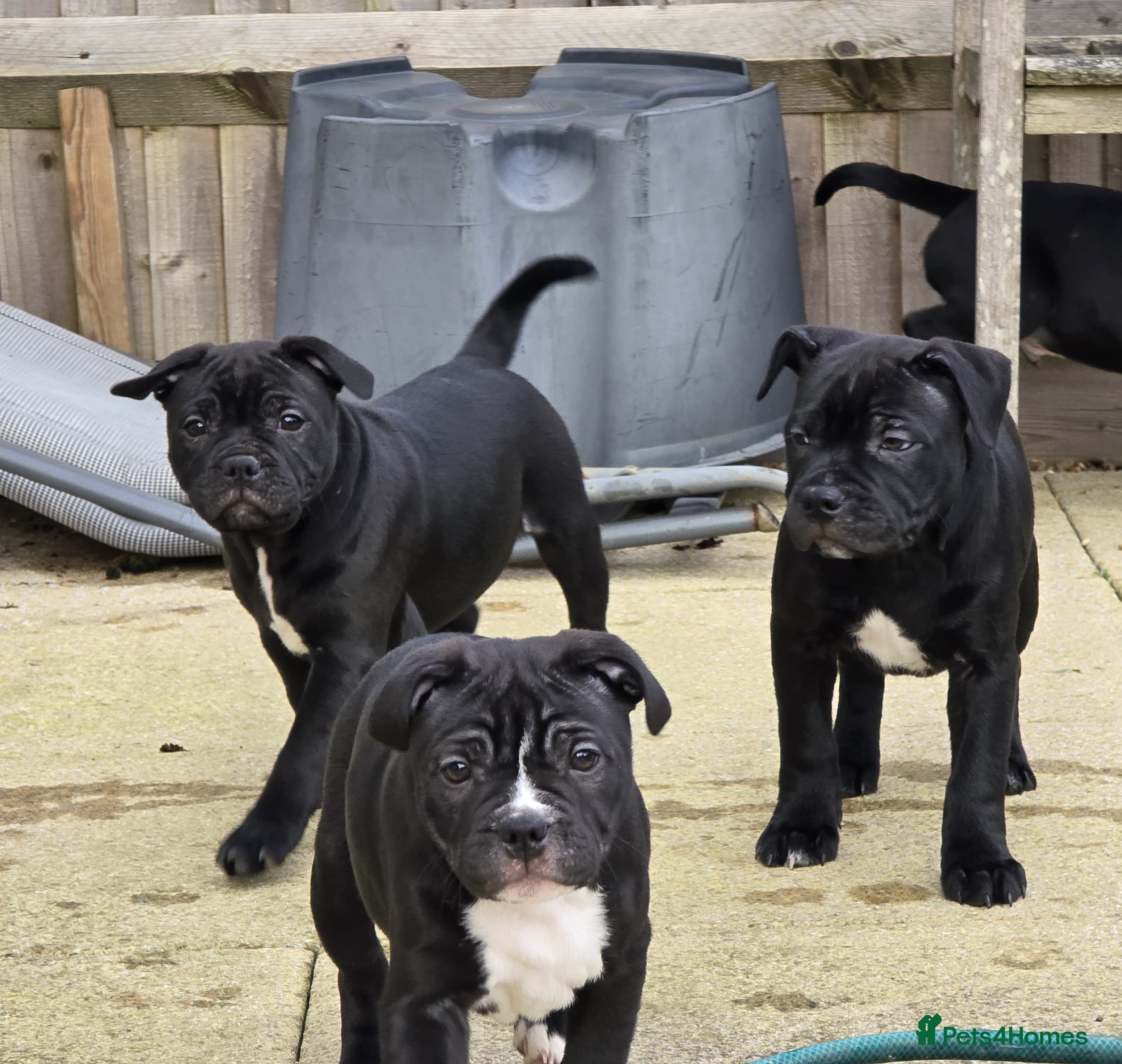 Staffordshire Bull Terrier dogs 🥰 Beautiful Pups ready to leave now 🥰 - Advert 1