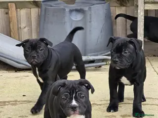 Staffordshire Bull Terrier dogs 🥰 Beautiful Pups ready to leave now 🥰 - Advert 1