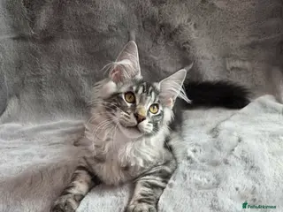Maine Coon cats Reduced!Last large boy!GCCF & TICA reg. Maine Coon - Advert 18