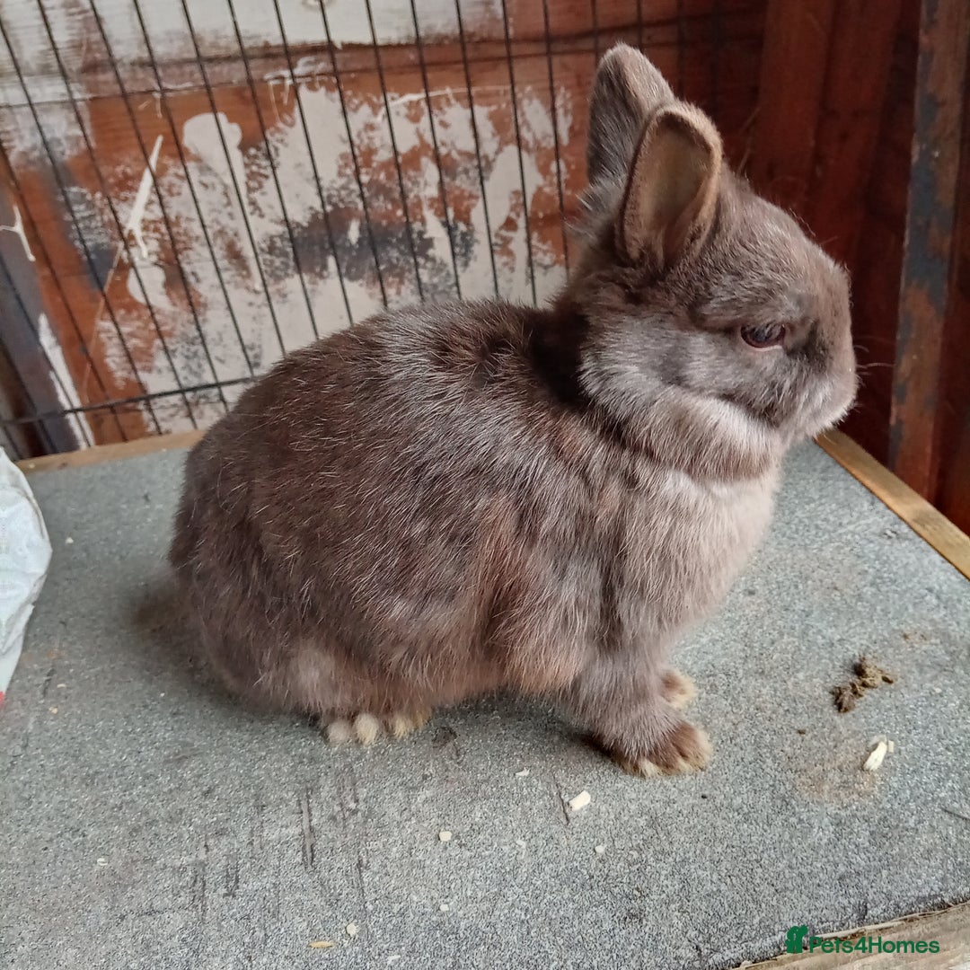 Netherland Dwarf rabbits for sale: Netherland dwarf rabbits - Image 2