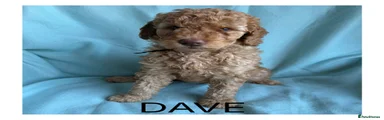 Mixed Breed 2